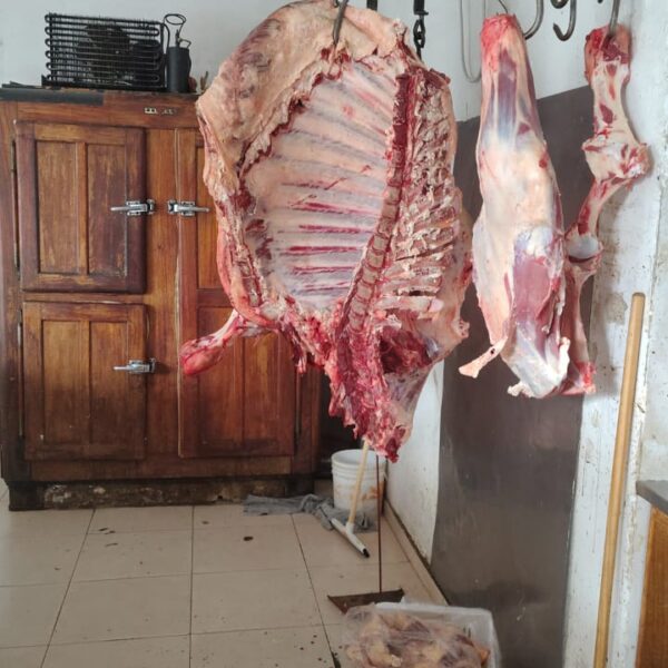 El Novillito bailantero